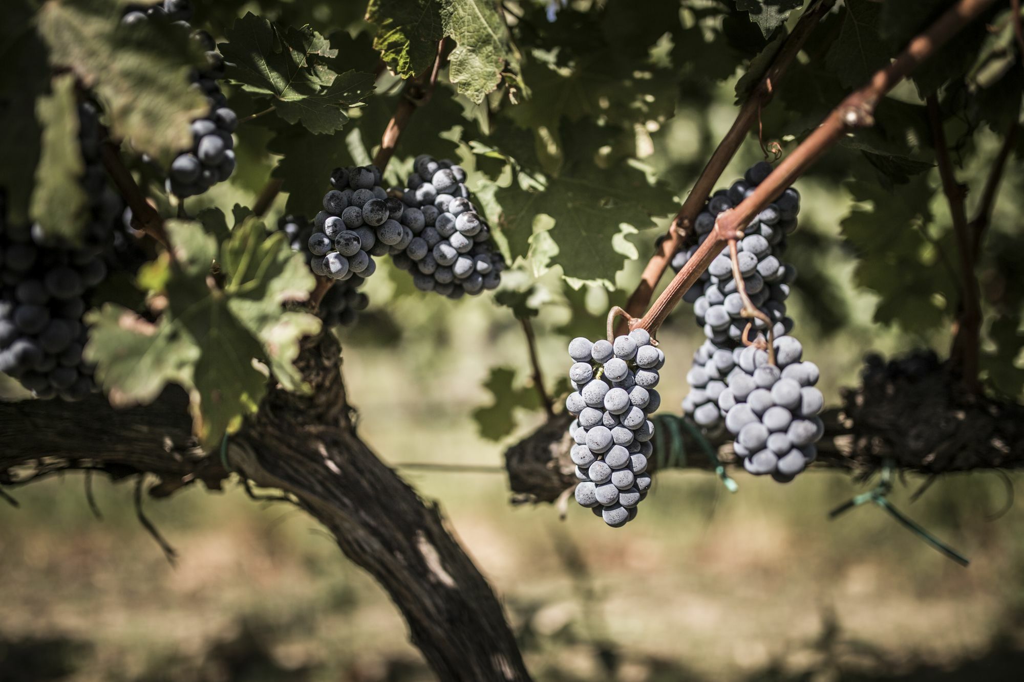 Agriturismo Il Giriatello Crotone Esterno foto